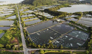 海虾的养殖方法和利润 海虾要怎么养挣钱