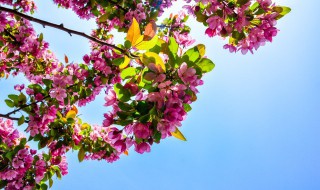 牡丹花种子如何种植 牡丹花种子怎么种植