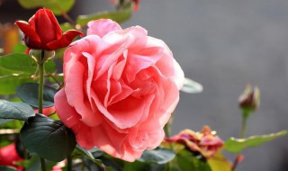 月季开花怎么施肥 如何施肥月季才能开花