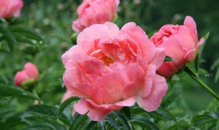 月季花怎么施肥 月季花的施肥方法