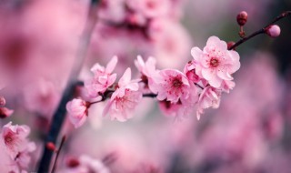 梅花冬季怎么施肥 秋季盆栽梅花施什么肥料