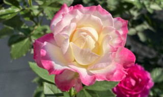 月季种子怎样催芽 月季种子怎么催芽