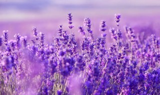 薰衣草如何催芽及播种 薰衣草种子怎么催芽