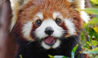 小熊猫为什么是国家二级保护动物 小熊猫是保护动物吗