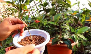 茶花种子要破壳吗 茶花种子怎么破壳催芽