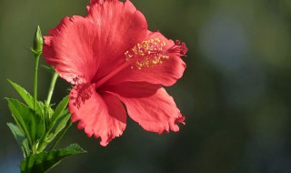 家里养扶桑花好是不好 家里养扶桑花有忌讳吗