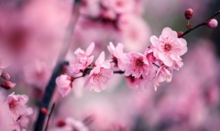 腊梅花扦插季节和方法 腊梅花什么时候扦插