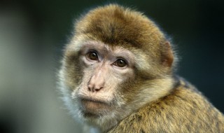 拇指猴是国家保护动物吗 猴是国家保护动物吗