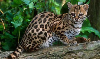 野生豹猫是保护动物吗 野生豹猫是保护动物吗