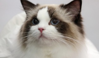 猫跑到家里有什么征兆 猫跑家里有什么预兆