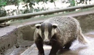 狗獾子是什么动物图片 狗灌是保护动物吗