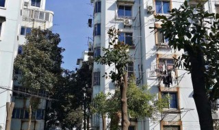 砍树有啥讲究 家里砍树有什么禁忌