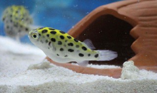 野生河豚是国家保护动物吗 河豚是国家保护动物吗
