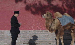 新世界骆驼的寓意 新世界骆驼有什么寓意