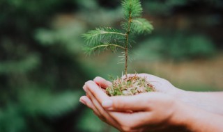 庭院种植忌讳 庭院栽培技术有什么重要性