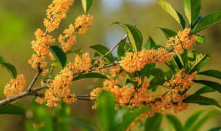 桂花什么时候换土合适 盆栽桂花什么季节换土