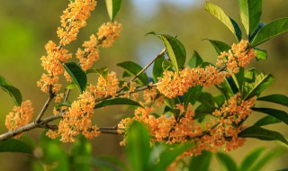 桂花树什么时候种植比较好 桂花树什么时候种植最好