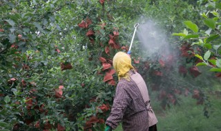 苹果套袋对苹果的影响 苹果套袋有什么好处