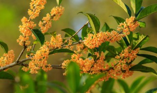 桂花树苗什么时候育苗 桂花树苗什么时候种植