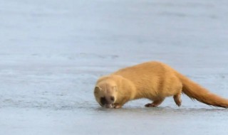 黄鼠狼吃什么食物为主 黄鼠狼能迷人吗 黄鼠狼吃什么食物