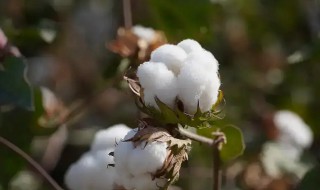 棉花是花吗 是疑问句吗 棉花是花吗