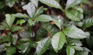 室内耐阴植物有哪些 耐阴植物有哪些