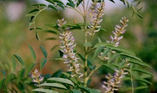 木本香料植物有哪些 香料植物有哪些