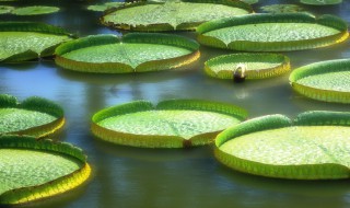 浮水植物有哪些特点 浮水植物有哪些