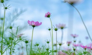 格桑花种子怎么种植方法 格桑花的种子种植方法