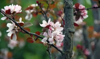 海棠什么季节开 海棠是哪个季节开