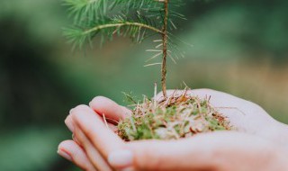 生活在沙漠里的植物有哪些 它们有什么特点 生活在沙漠里的植物有哪些