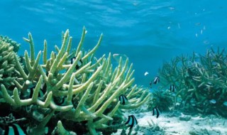 海底有哪些植物和动物 海底有哪些植物