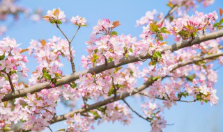 海棠花适合什么季节移栽 海棠花适合什么季节种