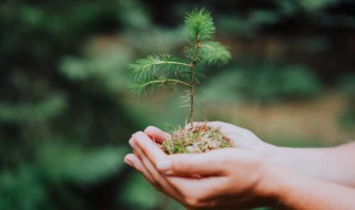 裸子植物是双子叶植物还是单子叶植物 裸子植物是双子叶植物吗