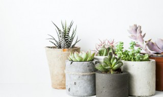 多肉断了怎么处理草木灰 多肉断了怎么处理