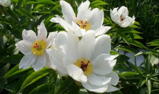 芍药长什么样子 草芍药和芍药的区别