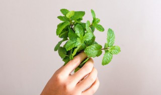 薄荷和鱼香菜怎么分得清楚 薄荷和鱼香菜怎么区分