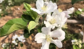 苹果树花后施什么肥 苹果花后施什么肥