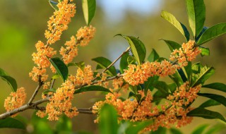 桂花树什么时候修剪树枝好 桂花树什么时候修剪