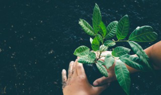 十种植物招财又旺宅 八种植物招财又旺宅是哪八种