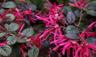 红花继木栽植要求 红花继木栽种需要注意什么