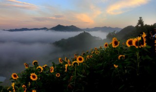 北方油葵几月份播种 北方什么时候种油葵