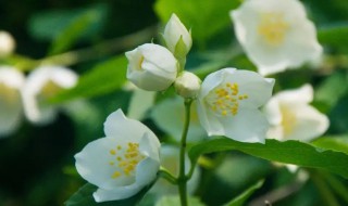 茉莉花种子什么时候种 茉莉种子什么时候种