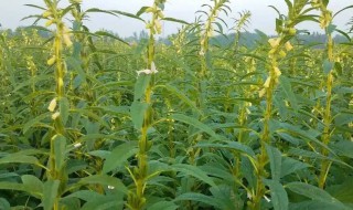 芝麻什么时候种植最好 芝麻什么时候种