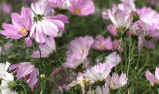 格桑花种子什么时候播种最好 格桑花什么时候种