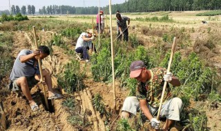 什么时候种山药 什么时候种山药最好