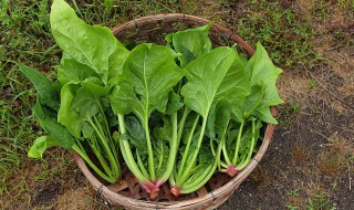 东北几月份种越冬菠菜 冬波菜什么时候种