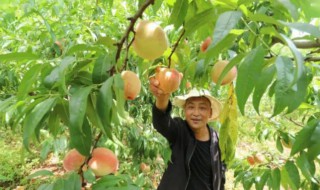 红桃的种植方法 新栽种红桃注意什么