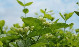 茉莉花什么时候种植最好养 茉莉花什么时候种