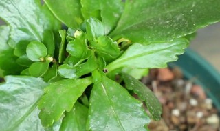 水培的长寿花怎样种植 水培长寿花栽种时注意什么